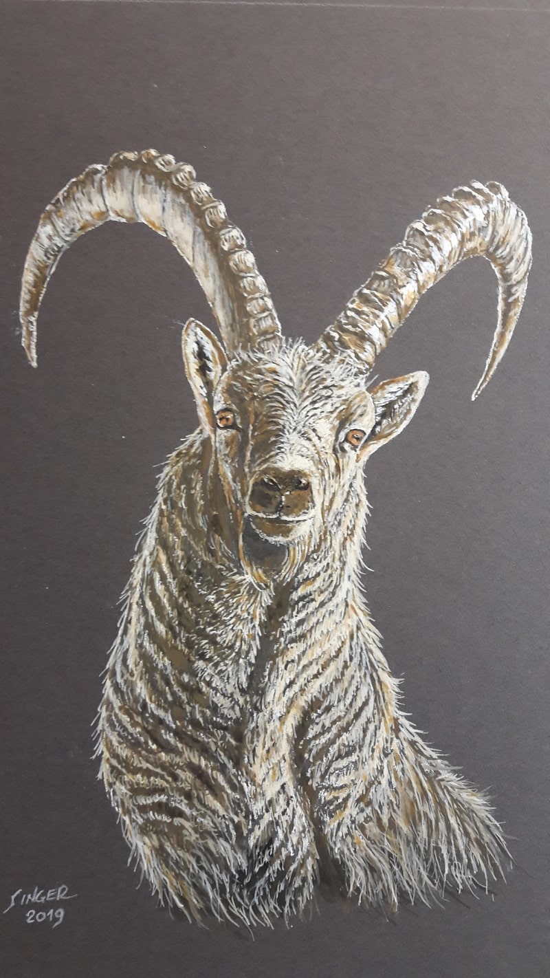 Steinbock Konig der Berge Acryl