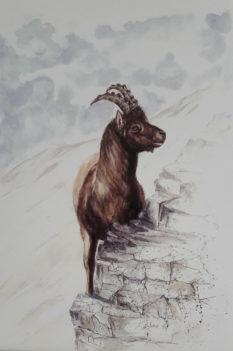 Junger Steinbock Aquarell