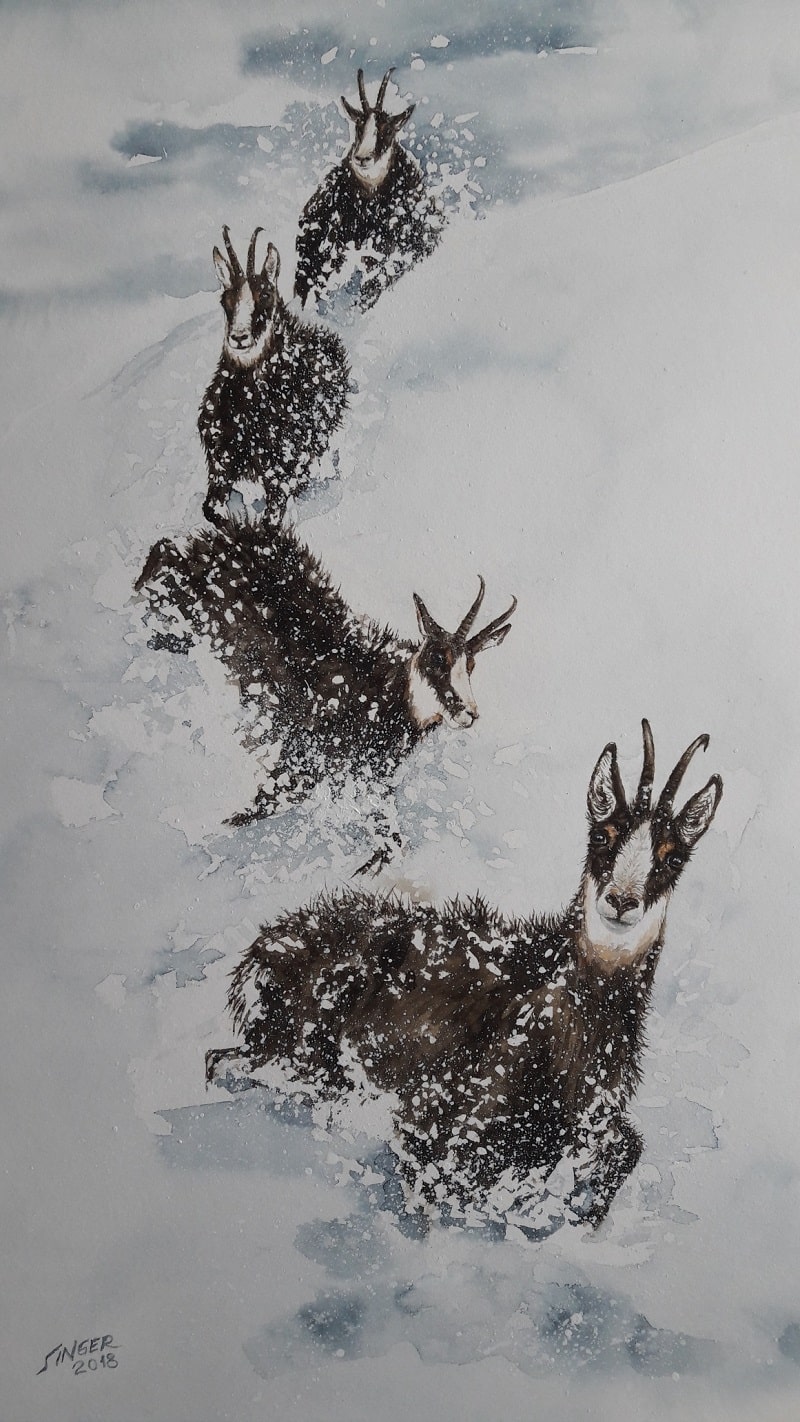 Gamsen im Winter Wetterfeste Bergler Aquarell