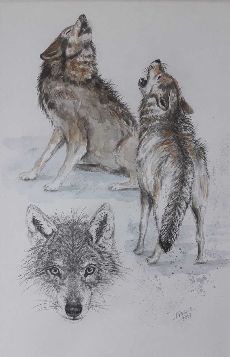 Wolfe Uberall Wolfsgeheul Aquarell