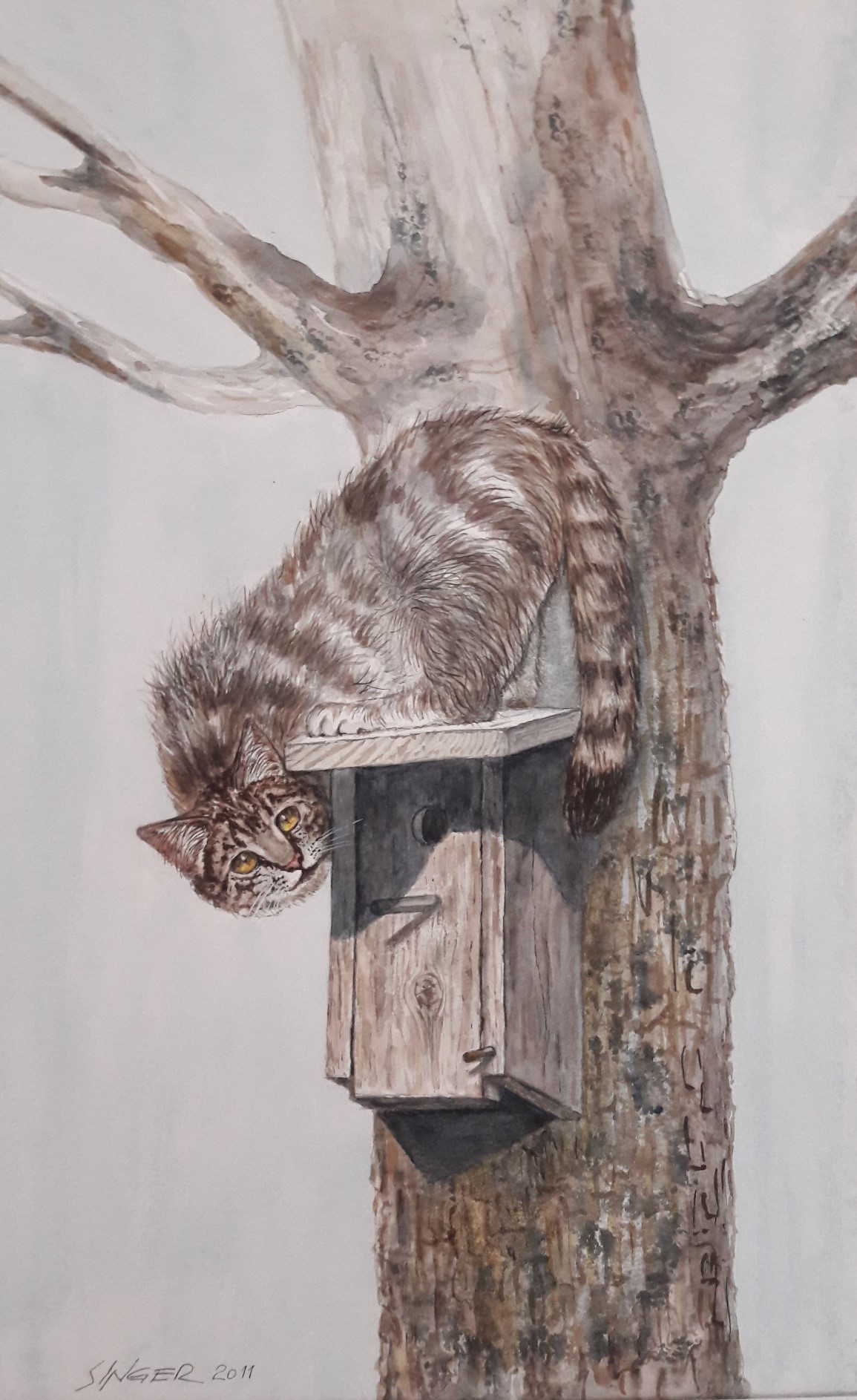 Katze Ertappt Aquarell