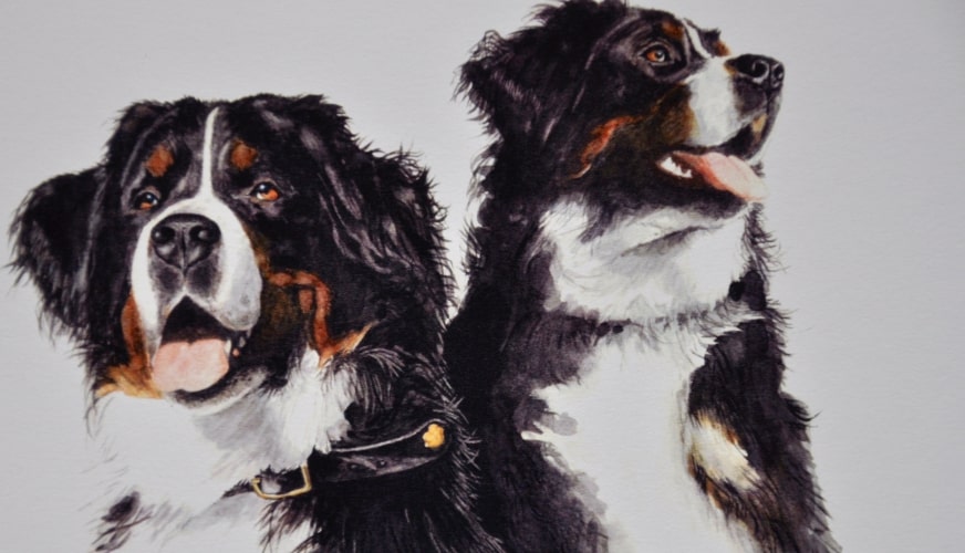 Sennenhunde Auch Bündener lieben Berner Aquarell